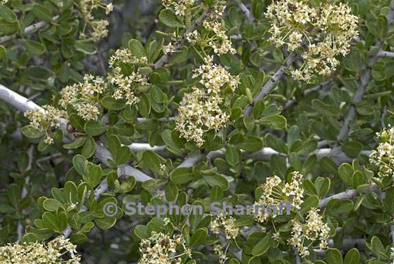 ceanothus cuneatus 2 graphic